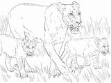 Lioness Coloring Cubs Pages Lion Drawing Cub Color Printable Super sketch template