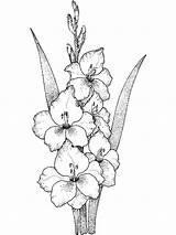 Gladiolus Coloring Pages Flower sketch template