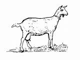 Goat Chevre Chevreau Vre Chèvre 2376 Danieguto sketch template
