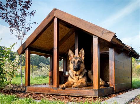 dog houses  large dogs   canine weekly