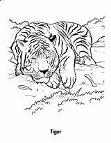 Tiger Coloring Pages Tigers Kids Printable Jungle Animal Forest Habitat Color Clipart Print Drawing Adult Adults Colouring Resting Wild Animals sketch template