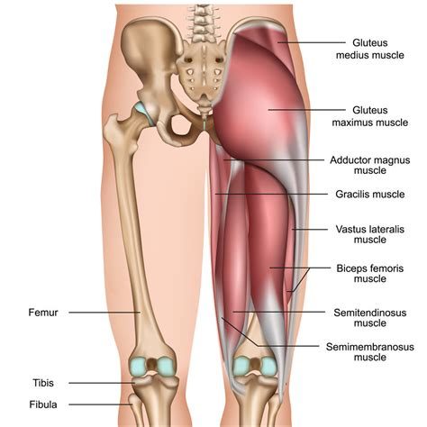 myth hamstring tightness      knee   hamstring