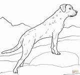 Labrador Retriever Drawing Coloring Pages Printable sketch template