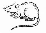 Rat Coloring Pages Drawing Animals Dangerous Outline Color Print Kids Colouring Rats Printable Clipart Scary Sheet Drawings Animal Easy Coloringbay sketch template