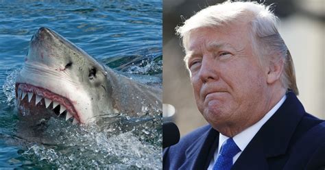 discovery channel responds  donald trumps reported fear  sharks