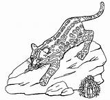 Ocelot Coloring Pages Drawing Clipart Animal Print Sheknows Geography Printable Cliparts Cute Animals Getdrawings Leopard Library sketch template