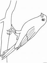 Coloriage Canari Dessin Kolorowanki Ptaki Owl Kleurplaat Vogels sketch template
