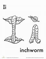 Inchworm Designlooter sketch template
