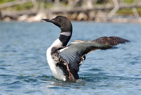 loon  facts   common loon wcsorg