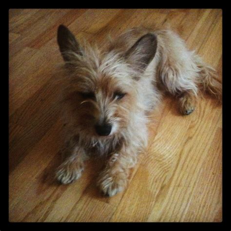 cairn terrier mixed  chihuahua picture bleumoonproductions