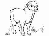 Sheep Coloring Pages Animals Print Coloringtop sketch template