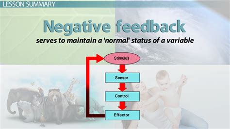 negative feedback loop diagram body temperature