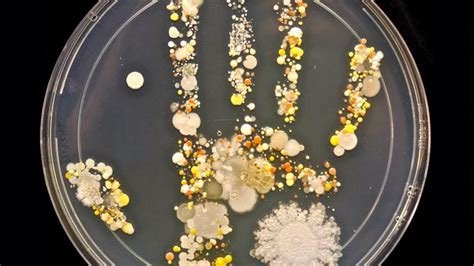 eww shocking photo shows bacteria  kids hand todaycom