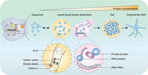 frontiers molecular mechanisms  cellular functions  liquid