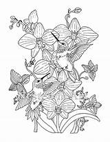 Hummingbirds Hummingbird Orchids Verkocht sketch template