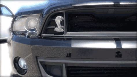 shelby gt500 s find and share on giphy