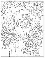 Raccoon Raccoons Coloringpagesbymradron Racoon Adron sketch template