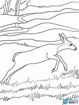 Coloring Deer Mule sketch template