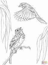 Coloring Sparrow Song Sparrows Pages Two Drawing Designlooter Categories sketch template