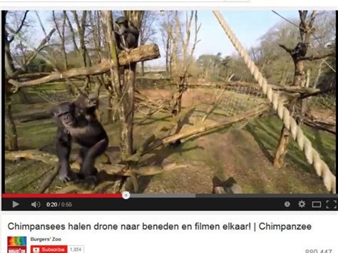 video   chimp    camera drone   stick john hawkins  wing news