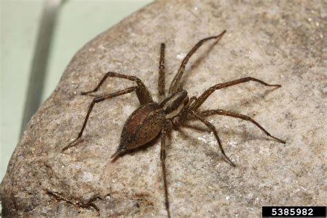 funnel web spider agelenopsis spp araneae agelenidae