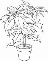 Poinsettia Coloring Pages Christmas Flower Printable Color Kids Print Colouring Clipart Printables Coloringme Drawing Preschool Pot Choose Board Bestcoloringpagesforkids Follow sketch template