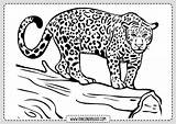 Leopardo Jaguar Leopardos Navegación Rincondibujos sketch template