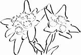 Edelweiss Clip Vector Clipart Bunga Drawing Svg Cliparts Border Illustration Clker Stella Alpina Disegno Ai Tattoo Immagini Getdrawings Come Shared sketch template