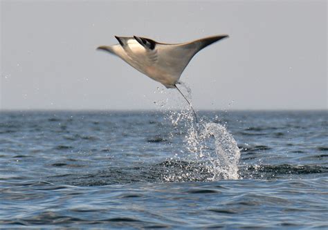chasing jumping devil rays   sea  cortes