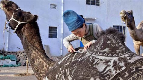 amazing camel hair art  bikaner camel festival cgtn