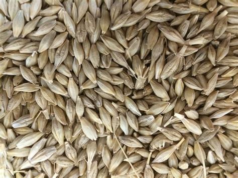 japan  import  tonnes feed barley  tender markets business