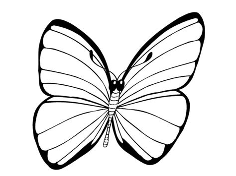 butterfly coloring pages  kids  images print