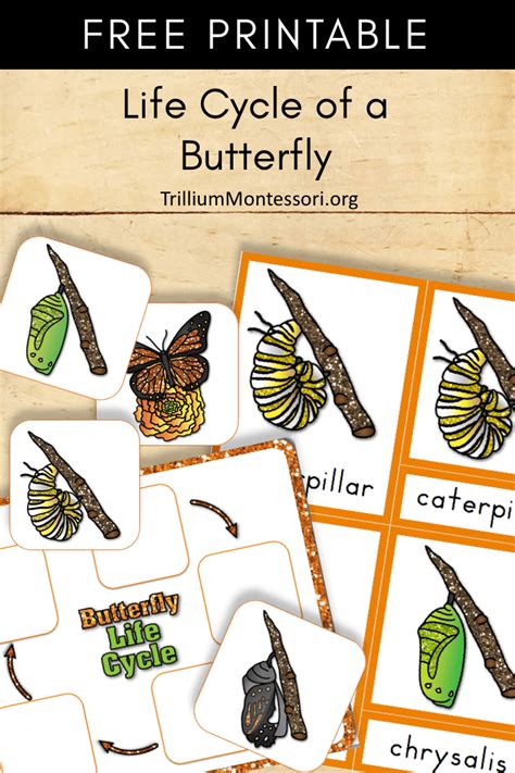 butterfly life cycle images butterfly mania