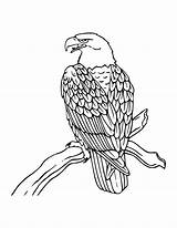 Eagle Outline Coloring Drawing Pages American Bald Printable Getdrawings sketch template