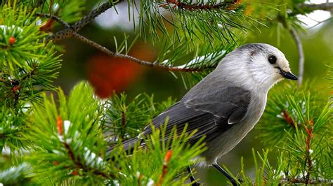 ikbhal beautiful birds