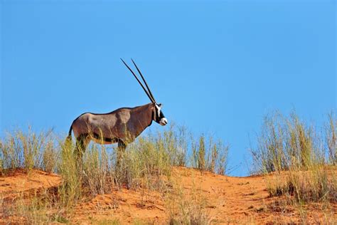 the kalahari botswana