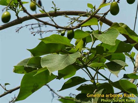 medicinal plants gmelina arborea gambhari gamhar intianjemane