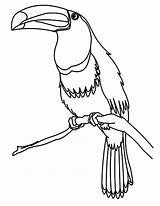 Toucan Bird Coloring Pages Printable Drawing Getdrawings Getcolorings sketch template
