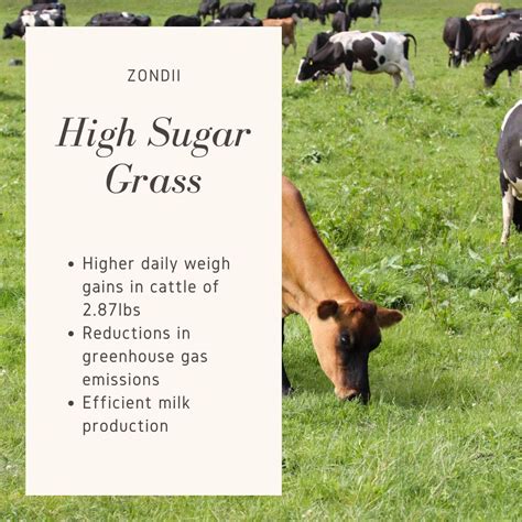 high sugar grass  grazing gains