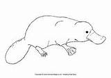 Platypus Colouring Australian Pages Animals Coloring Animal Easy Outline Template Colour Aboriginal Baby Wombat Drawings Realistic Activityvillage Cute Australia Templates sketch template
