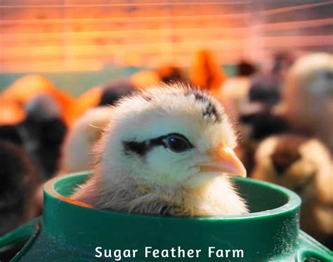 icelandic chicken sugar feather farm