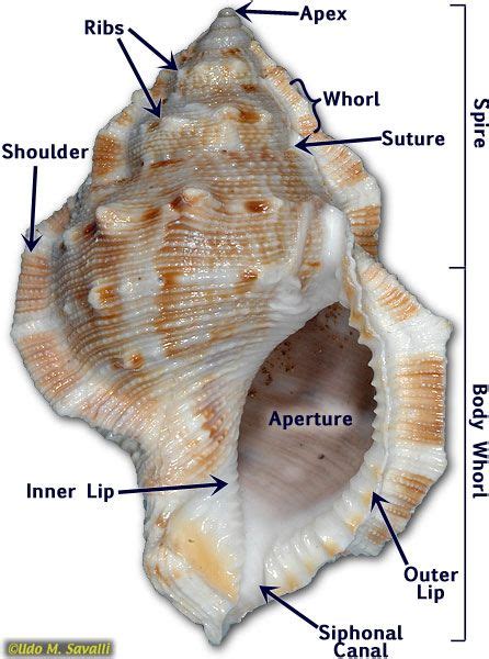 gastropod shell anatomy  duckduckgo sea shells shells shell beach