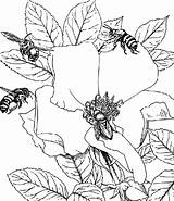 Bee Honey Coloring Pages Working Together sketch template