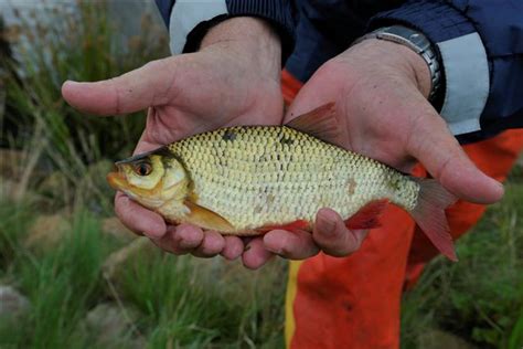 sportvisserij groningen drenthe aanvullend visstandonderzoek blauwestad levert weinig vis op
