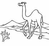 Desierto Camello Deserto Colorir Colorare Cammello Camels Disegni Camelo Sahara Rysunek Desiertos Kolorowanki Atravesando Camellos Wielbłąd sketch template