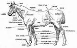 Horse Anatomy Horses Body Parts Size Diagram Saddle Cinch Thinklikeahorse Think Horsemanship Girth Rick Gore Kids Markings Anatomia Cavall Del sketch template