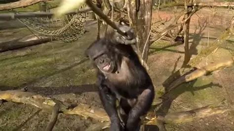 chimp takes  drone  stick takes selfies