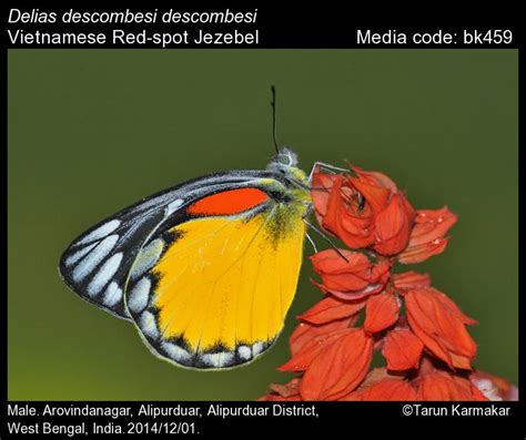 delias descombesi red spot jezebel butterflies of india