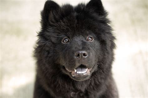 top  black dog breeds long hair polarrunningexpeditions