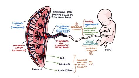 Function Of The Placenta – Zero To Finals